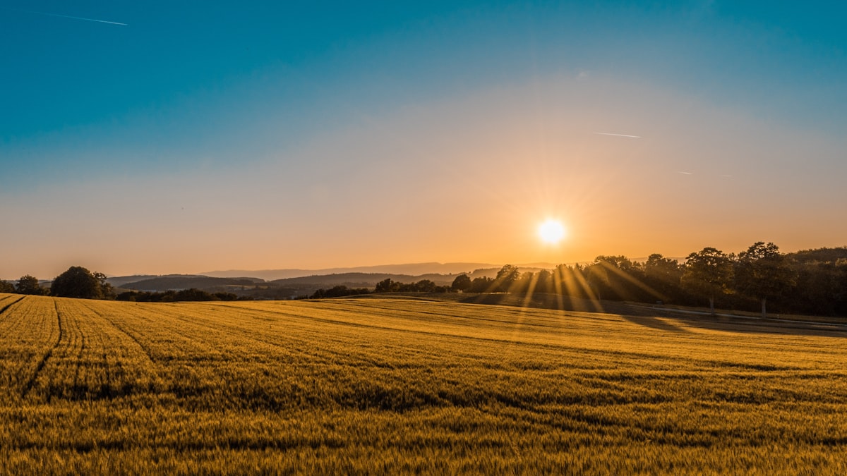 Sunrise over a wheat field